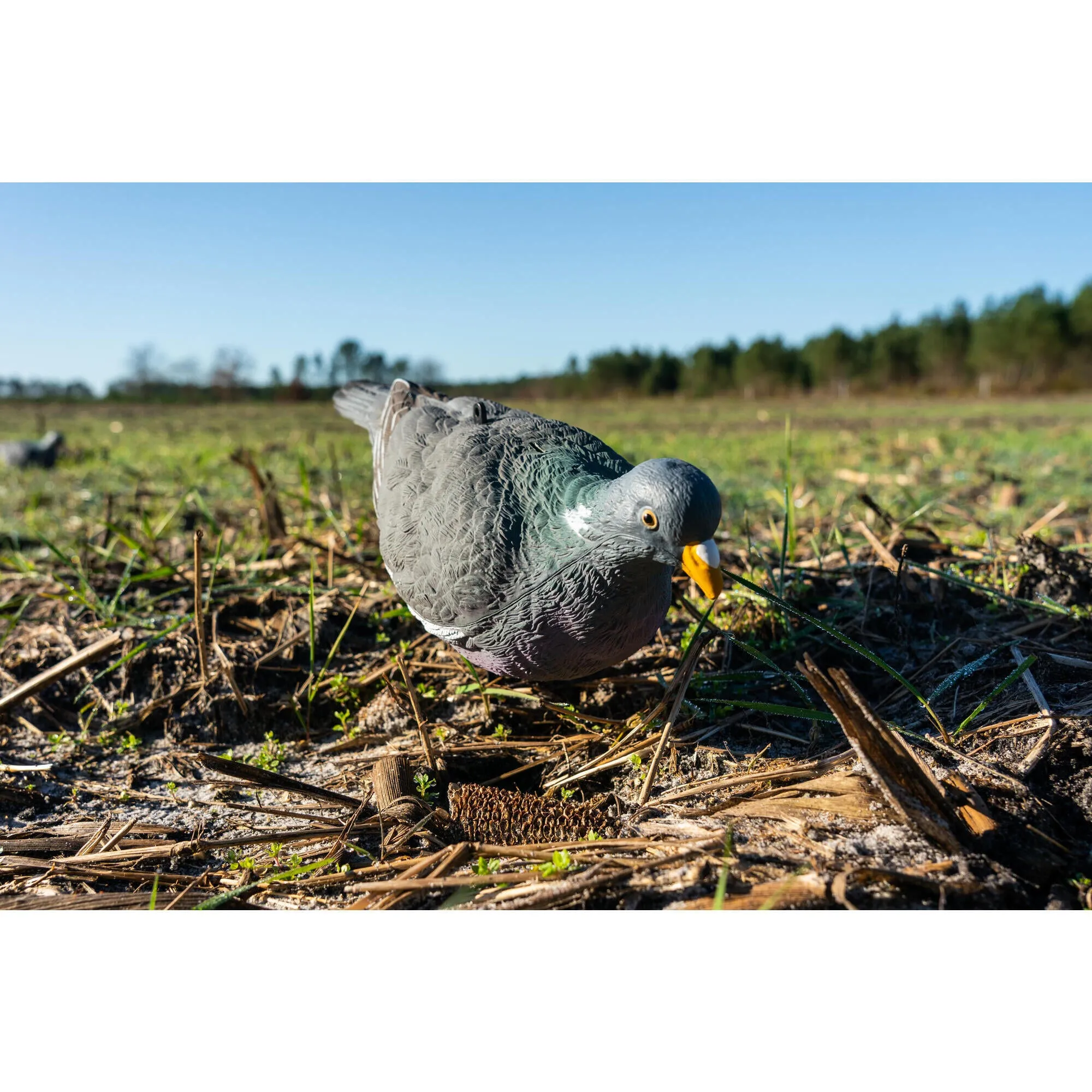 Decoy pigeon 3d 500 Solognac