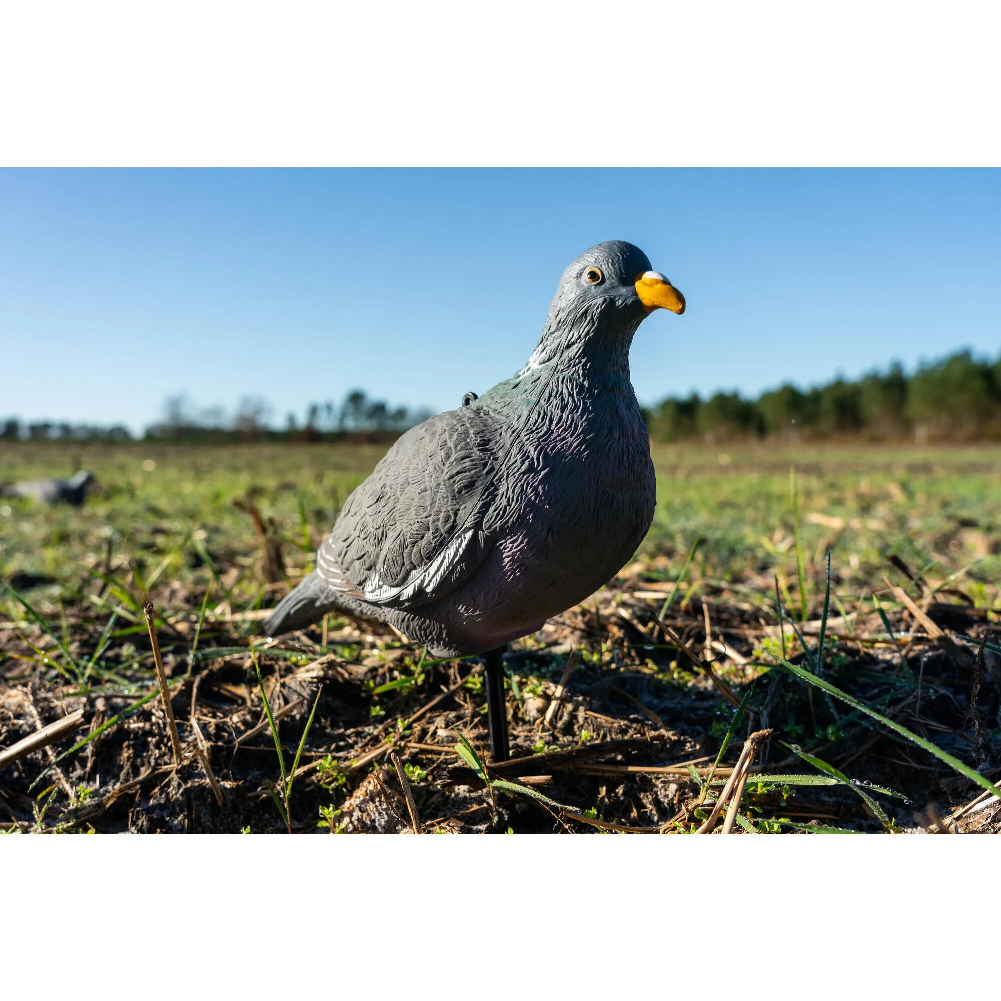 Decoy pigeon 3d 500 Solognac